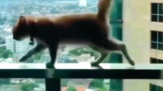 Omg Cat