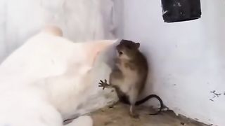 Кошка 8