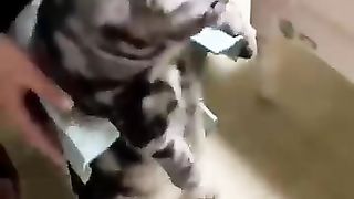 Funny_animals_2023????_-_Funniest_Cats_and_Dogs_Video????????265_#shorts(360p).