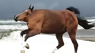FUNNY_ANIMALS_#shorts(360p).