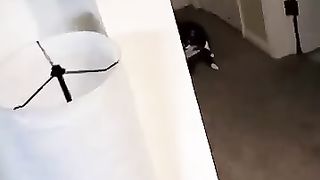 ????_vidéos_d_animaux_drôles_que_j_ai_trouvées_pour_vous_#51_????(360p).
