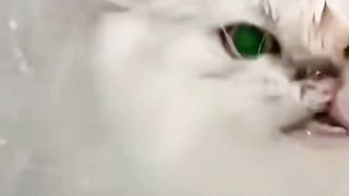 The cat dives