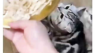Funny_animals_2023????-_Funny_cats_and_dogs_videos_????????___P-28_#shorts(360p).