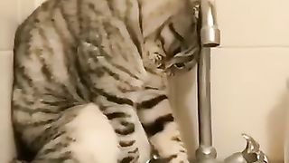 Funny_animals_2023????_-_Funniest_Cats_and_Dogs_Video????????244_#shorts(360p).