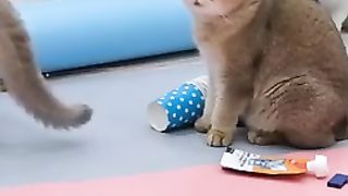 Funny_Animals_Compilation_Videos_-_Funny_Animals_TV_#3141_#shorts(240p).