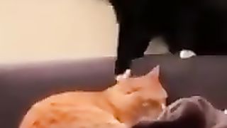 Funny_Animals_Compilation_Videos_-_Funny_Animals_TV_#3143(240p).mp