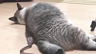 I_Surprise_My_Dogs___Try_Not_To_Laugh_Impossible___Funny_Dogs___Cats___Best_Funny_Animal_Videos2023 (360p).