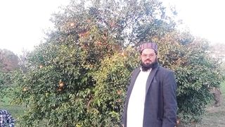 سرگودھا شہر کے کنوں کے باغ