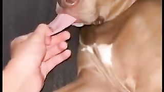Funny_dogs_to_make_your_day_better_#relaxmydog_#funny_#dogs_#funnydogs_#compilation(360p).