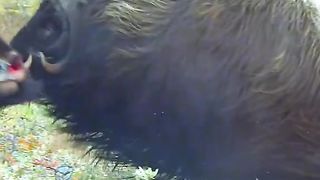 Animal danger