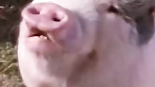 Drôle_-_Funny_Animal_Sounds_#shorts_#viral_#animals_sound(360p).