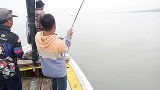 Pertarungan baramundi