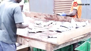Why He Stopped His Tilapia Farm to Start a Catfish Farm in Ghana #catfish_farm_ponds #tilapia