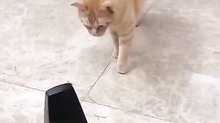 The cat jumps