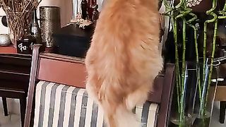 Cat sitting on