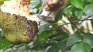 Wild life wild monkeys