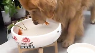 Funny Dog Viral Video 98
