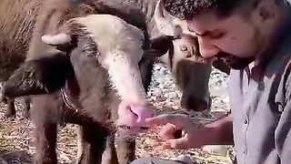 How to amazing ???????? to funny ???????????? song Indian t