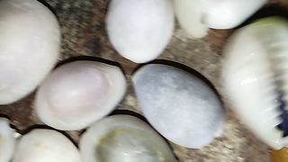 various kinds of shells from the sea