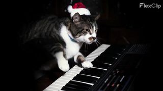 CAT WITH PIANO