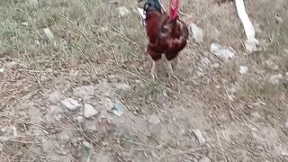 Big desi murga