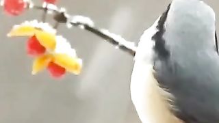 Brown bird
