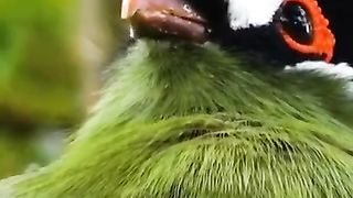The nature 4