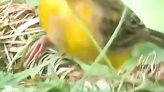 Yellow and nature
