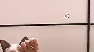 Chats les plus drôles????In_The_World????_Funny_and_Fails_Pets_Video_#shorts_#59_#cats_#funny_#animals(240p).