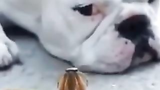Teri_Jhaalak_????___Funny_Animals_????(240p).