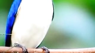 white birds