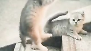 Are_Cats_the_best_Fighters__Funny_Animal_Short,_Chinese_Kung_Fu,_Going_Under(240p).