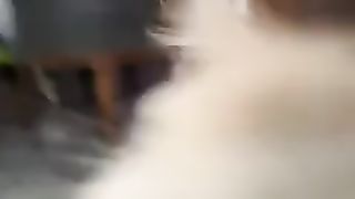 Funny_animal_videos_I_found_on_Instagram_and_Tiktok_#shorts_#funnyanimals_#cat_#funnypets_#funny(240p).