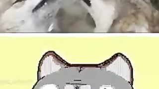 Night_Dancer_Animal_❤️????_#2_#animals_#shorts_#memes_#funnyanimals_#funny_Credit__kekeflipnote(240p).