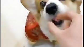 Animaux_Funny_Moment-72_????????(240p).