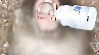 singe_milk_????_funny_monkey_video_!_funny_animals_video_#viral_#shorts(240p).