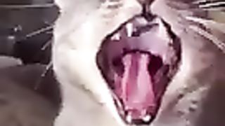 funny_animals_#shorts(144p).