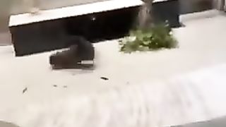 Funny_animals_2023????_-_Funniest_Cats_and_Dogs_Video????????205_#shorts(240p).