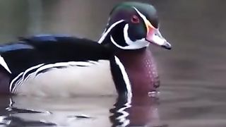 Stunning bird