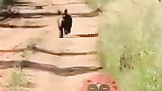 Funny_Animals_Dubbing_Hindi_Part_13___#shorts(144p).