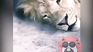 New_Funny_Animals_Dubbing_Hindi_Part_68___#shortvideo___#shorts___#bigcat(240p).