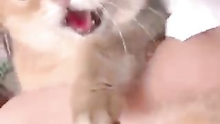 Top_Funny_Cute_Cats_Viral_Clips????___Best_#funny_Cats_#shorts_Video????___#trending_#animals_#reels(360p).
