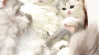 Cat love mommy cat funny animals #shorts
