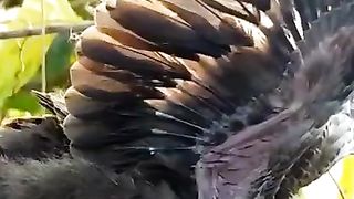 bird and forest