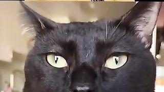 Funny_Cats_???? (360p).