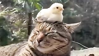 Funny_animals_2023????_-_Funniest_Cats_and_Dogs_Video????????218_#shorts(360p).