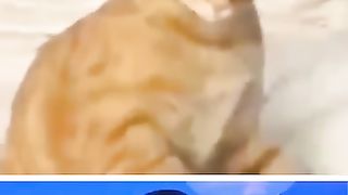 Funny_Animals_#Cats_#2_????(360p).