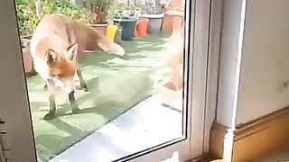 Funny_Animal_Videos_????_episode_91_#shorts(360p).