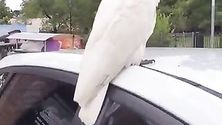 Cacatoès car sécurité funny animals videos