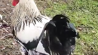 funny_animals_#shorts_#191_#100_#1million_#1k_#1000subscriber_#8뉴스_#80s70s90s_सदाबहार_पुराने_गाने(360p).